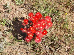 Lampranthus coccineus