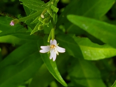 Epilobium