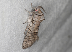 Culama suffusca