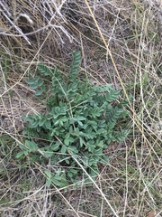 Astragalus cibarius