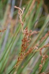 Pseudoschoenus inanis