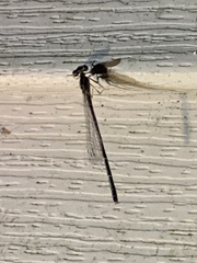 Enallagma vesperum