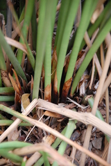 Pseudoschoenus inanis