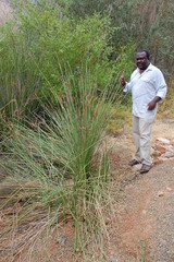 Pseudoschoenus inanis