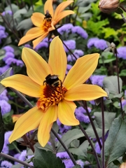 Bombus californicus