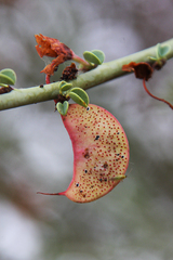 Adenolobus garipensis