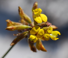 Rhynchosia ferulifolia