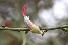 Adenolobus garipensis