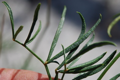 Rhynchosia ferulifolia