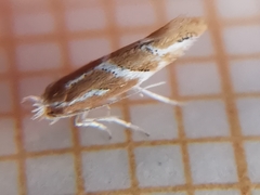 Phyllonorycter millierella