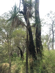 Pandanus brookei