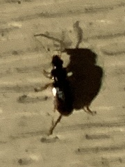 Stenolophus ochropezus