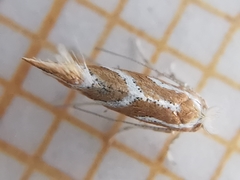 Phyllonorycter millierella