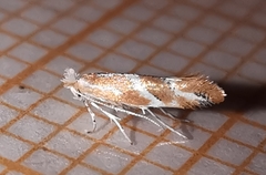 Phyllonorycter millierella