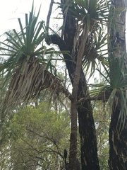 Pandanus brookei