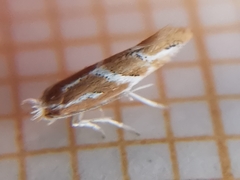 Phyllonorycter millierella