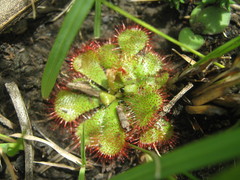 Drosera natalensis