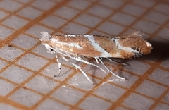 Phyllonorycter millierella