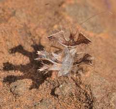 Pephricus