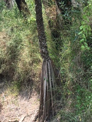 Pandanus brookei