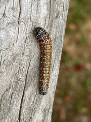 Omphalocera munroei