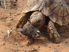 Psammobates oculifer