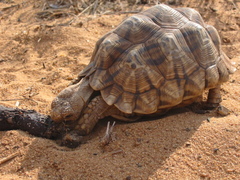 Psammobates oculifer