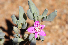 Sesuvium sesuvioides