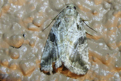 Diastema