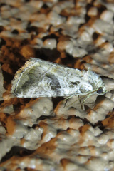 Diastema