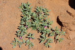 Sesuvium sesuvioides