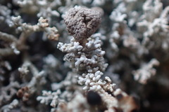 Stereocaulon colensoi