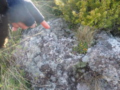 Stereocaulon colensoi