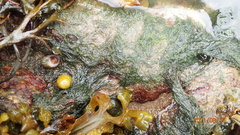 Cladophora rupestris