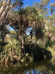Pandanus brookei