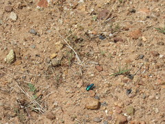Cicindela plutonica leachi