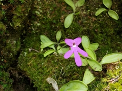 Pinguicula oblongiloba