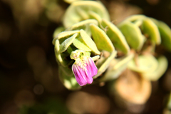 Monechma mollissimum