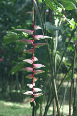 Heliconia chartacea