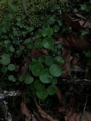 Peperomia bracteata