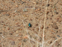 Cicindela plutonica leachi