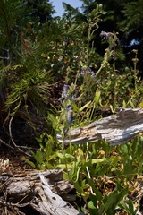 Penstemon anguineus