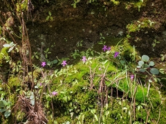 Pinguicula oblongiloba