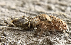 Mexigonus morosus