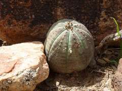 Euphorbia obesa