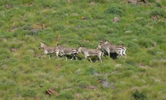 Equus zebra hartmannae