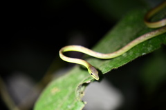 Oxybelis brevirostris