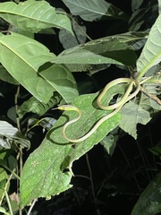 Oxybelis brevirostris