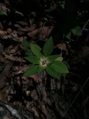Euphorbia schiedeana