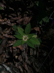 Euphorbia schiedeana